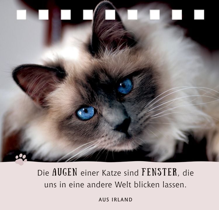 Produktbild: Das Gl&uuml;ck kommt auf Samtpfoten