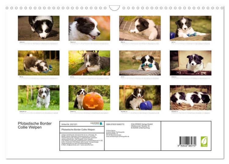 Produktbild: Pfotastische Border Collie Welpen (Wandkalender 2026 DIN A3 quer), CALVENDO Monatskalender