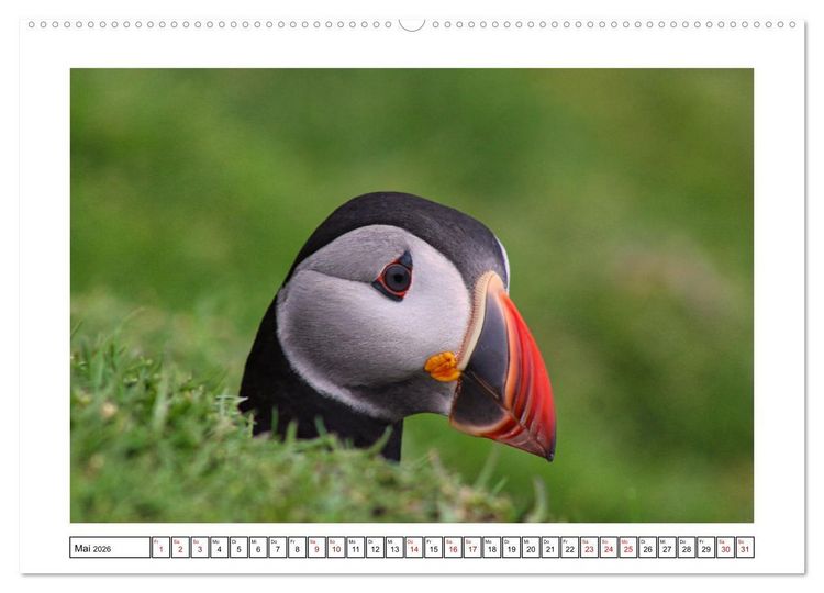 Produktbild: Papageientaucher 2026 - Magische V&ouml;gel des Nordmeers (Wandkalender 2026 DIN A2 quer), CALVENDO Monatskalender