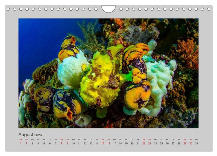 Produktbild: Korallen-Riffe Tauchertr&auml;ume (Wandkalender 2026 DIN A4 quer), CALVENDO Monatskalender