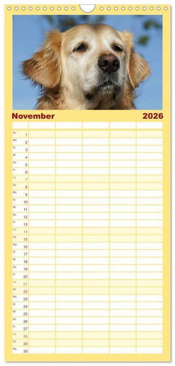 Produktbild: Familienplaner 2026 - Golden Retriever Power mit 5 Spalten (Wandkalender, 21 x 45 cm) CALVENDO