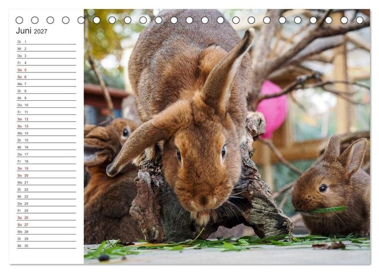 Produktbild: Eine gl&uuml;ckliche Kaninchenfamilie (Tischkalender 2027 DIN A5 quer), CALVENDO Monatskalender