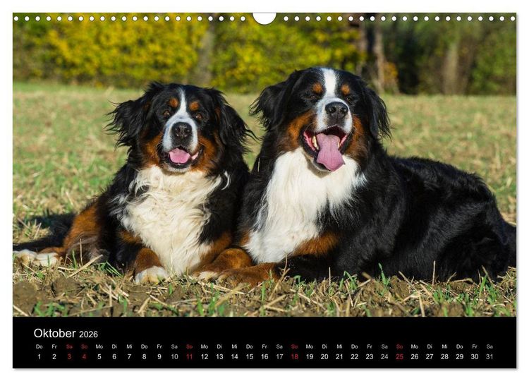 Produktbild: Treuer Freund Berner Sennenhund (Wandkalender 2026 DIN A3 quer), CALVENDO Monatskalender