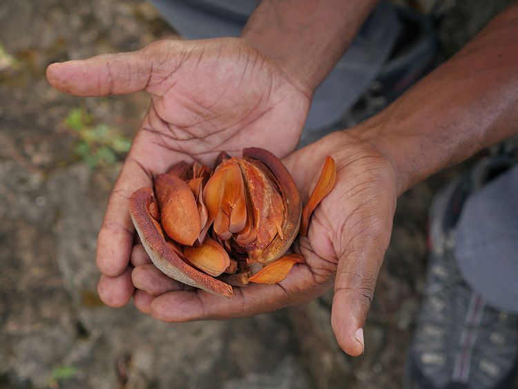 Produktbild: B&auml;ume, die die Welt bewegen