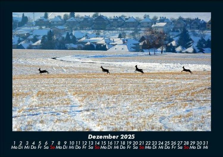 Produktbild: Bilder der Natur 2025 Fotokalender DIN A5