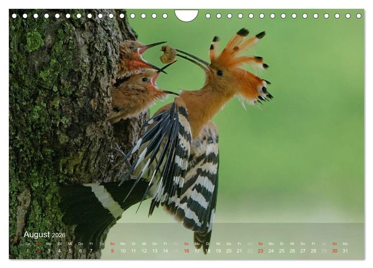 Produktbild: Wiedehopf (Wandkalender 2026 DIN A4 quer), CALVENDO Monatskalender