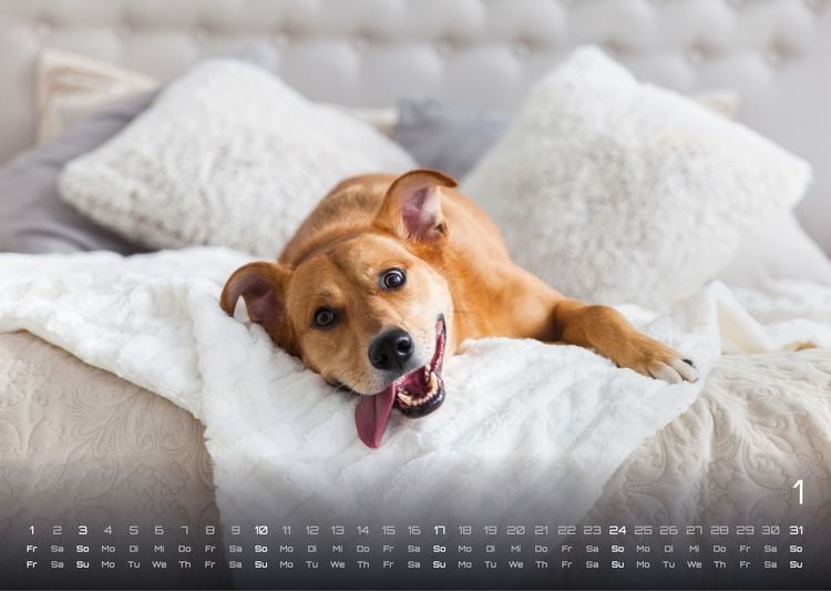 Produktbild: Wuff - Unsere Vierbeiner - Der Hundekalender - 2027 - Kalender DIN A3