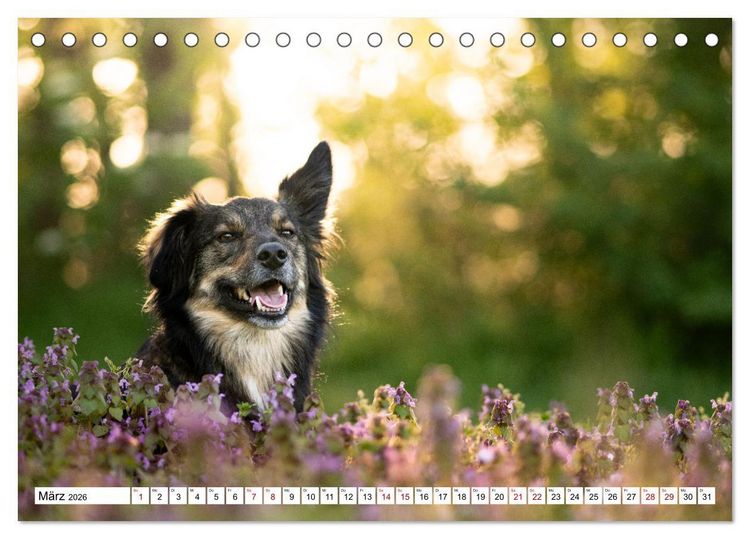Produktbild: Ein Hundejahr in Bildern (Tischkalender 2026 DIN A5 quer), CALVENDO Monatskalender