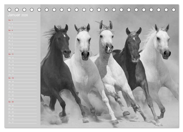 Produktbild: Arabische Pferde (Tischkalender 2026 DIN A5 quer), CALVENDO Monatskalender