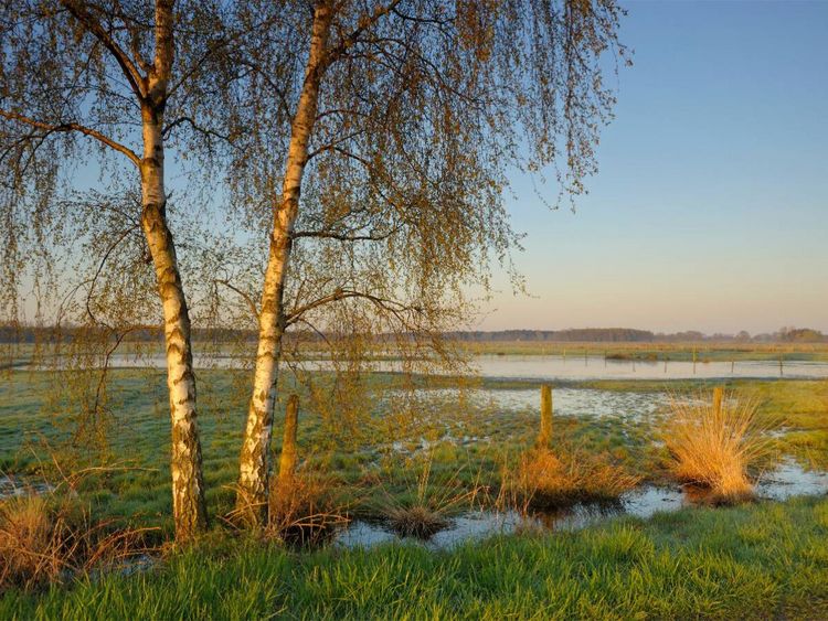 Produktbild: CALVENDO Puzzle Feuchtwiese bei Sonnenaufgang | 1000 Teile Lege-Gr&ouml;&szlig;e 64x48cm Foto-Puzzle f&uuml;r gl&uuml;ckliche Stunden
