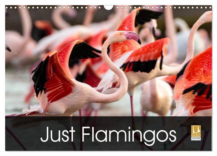 Produktbild: Just Flamingos (Wall Calendar 2026 DIN A3 landscape), CALVENDO 12 Month Wall Calendar