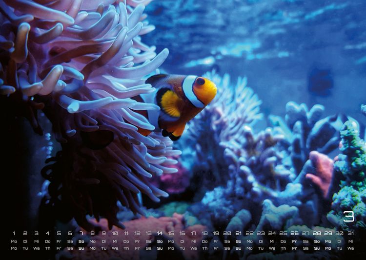 Produktbild: Sealife - verborgene Tiefen - 2027 - Kalender DIN A3