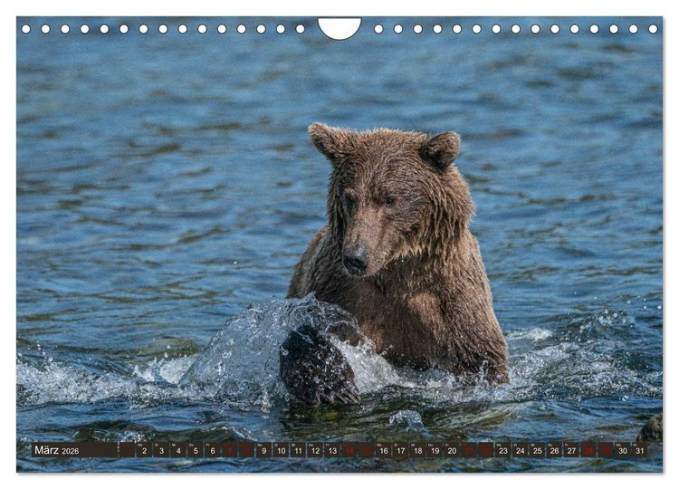 Produktbild: Grizzlyb&auml;ren im Katmai Nationalpark Alaska (Wandkalender 2026 DIN A4 quer), CALVENDO Monatskalender