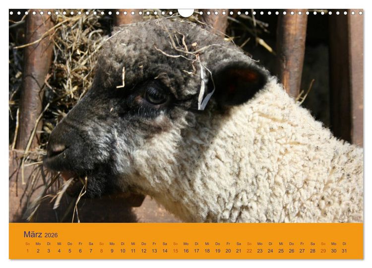 Produktbild: Shropshire Schafe (Wandkalender 2026 DIN A3 quer), CALVENDO Monatskalender