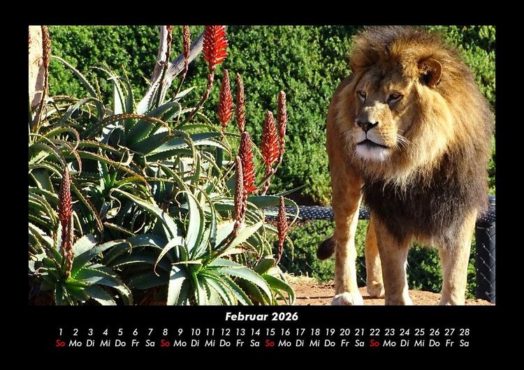Produktbild: L&ouml;wen in der Wildnis 2026 Fotokalender DIN A3