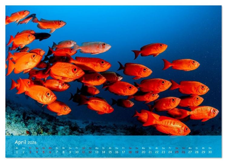 Produktbild: Faszinierende Meereswelt der Malediven (Tischkalender 2026 DIN A5 quer), CALVENDO Monatskalender