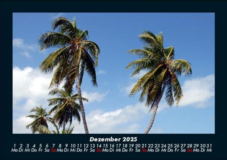 Produktbild: Palmentraum 2025 Fotokalender DIN A5