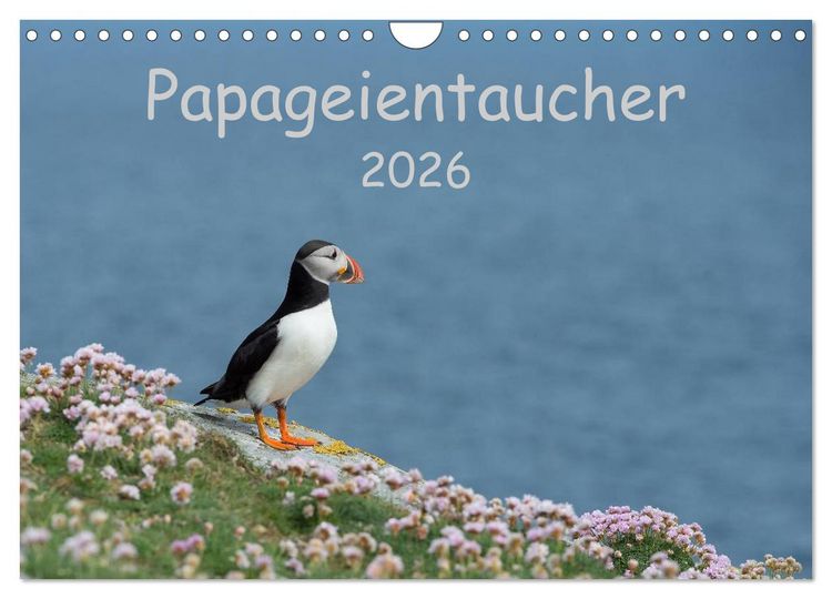 Produktbild: Papageientaucher 2026 (Wandkalender 2026 DIN A4 quer), CALVENDO Monatskalender