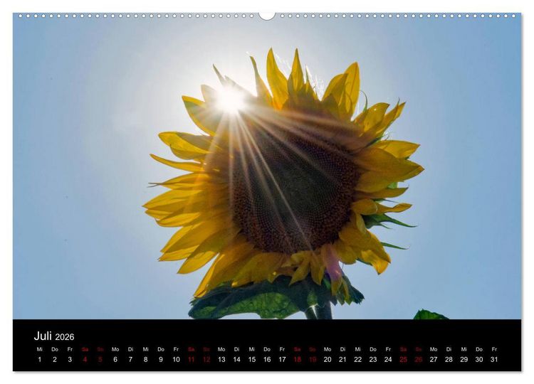 Produktbild: Blumen der Sonne (Wandkalender 2026 DIN A2 quer), CALVENDO Monatskalender