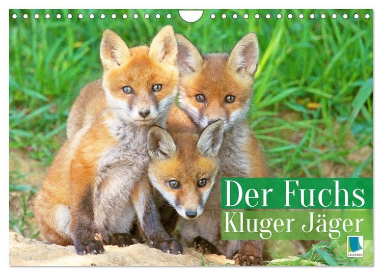 Produktbild: Der Fuchs: Kluger J&auml;ger (Wandkalender 2026 DIN A4 quer), CALVENDO Monatskalender