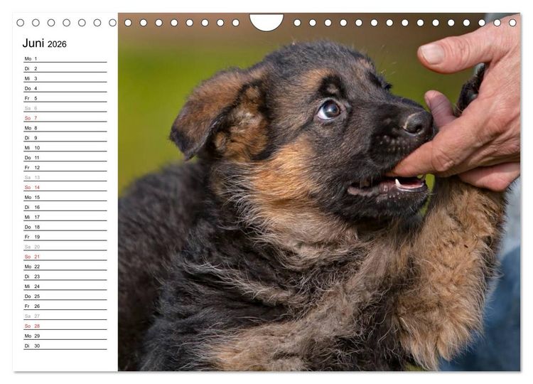 Produktbild: Deutscher Sch&auml;ferhund - Welpen (Wandkalender 2026 DIN A4 quer), CALVENDO Monatskalender