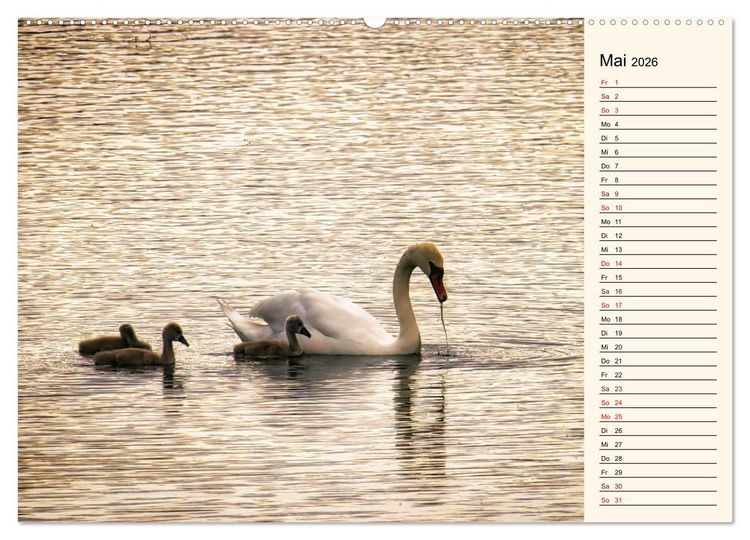 Produktbild: Schwanenzauber (Wandkalender 2026 DIN A2 quer), CALVENDO Monatskalender