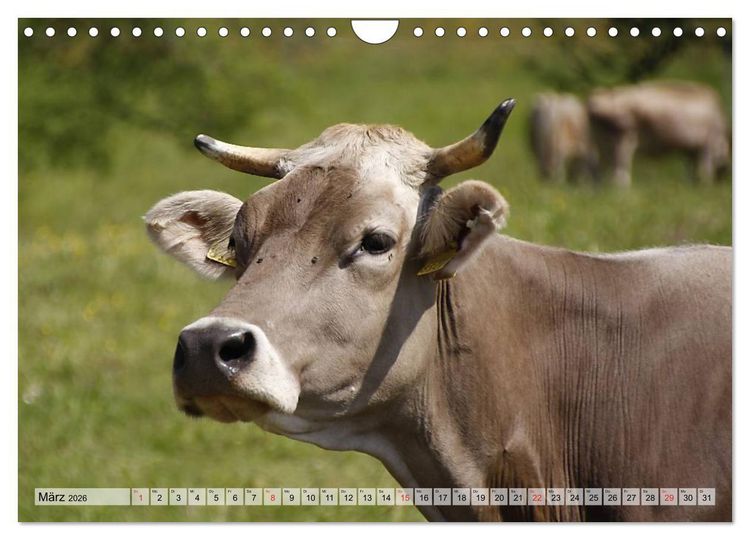 Produktbild: Gl&uuml;ckliche K&uuml;he auf saftigen Wiesen (Wandkalender 2026 DIN A4 quer), CALVENDO Monatskalender