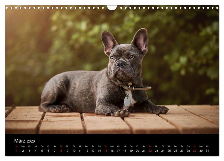 Produktbild: French Bulldog aktiv, verspielt, sportlich (Wandkalender 2026 DIN A3 quer), CALVENDO Monatskalender