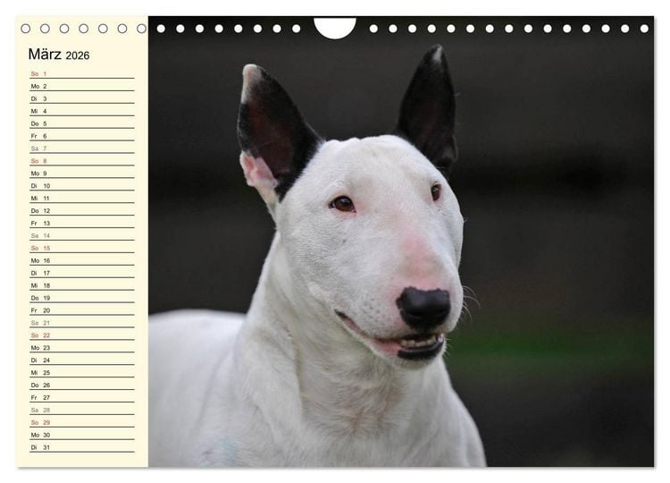 Produktbild: Bullterrier (Wandkalender 2026 DIN A4 quer), CALVENDO Monatskalender