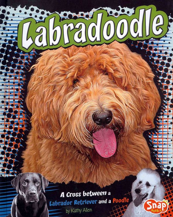 Produktbild: Labradoodle