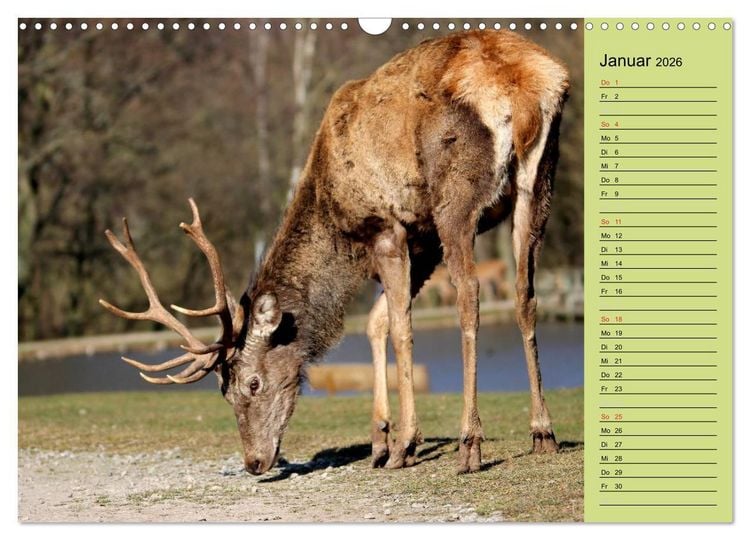 Produktbild: Hirsche - K&ouml;nige des Waldes/Geburtstagskalender (Wandkalender 2026 DIN A3 quer), CALVENDO Monatskalender