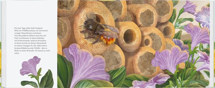 Produktbild: Ich bau dir ein Haus, kleine Wildbiene