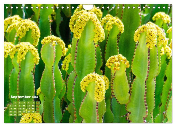 Produktbild: Lanzarote - Land der schwarzen Erde (Wandkalender 2026 DIN A4 quer), CALVENDO Monatskalender