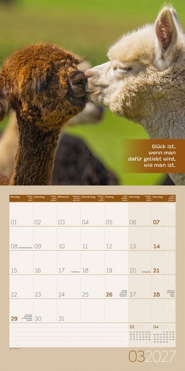 Produktbild: No Drama, Lama Kalender 2027 - 30x30 - Art12