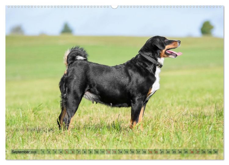 Produktbild: Schweizer Sennenhunde - Appenzeller - Berner - Entlebucher - Gro&szlig;e Schweizer (Wandkalender 2026 DIN A2 quer), CALVENDO Monatskalender