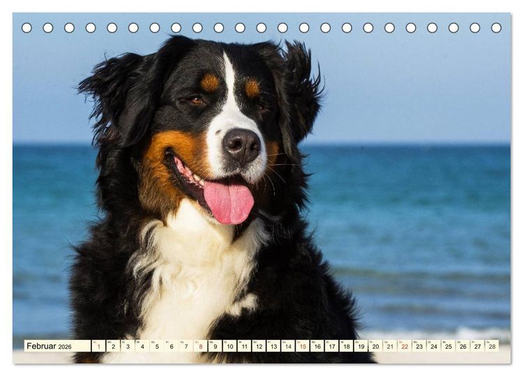 Produktbild: Berner Sennenhunde am Strand (Tischkalender 2026 DIN A5 quer), CALVENDO Monatskalender