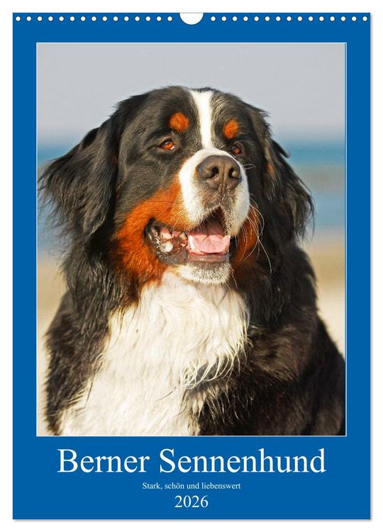 Produktbild: Berner Sennenhund - stark , sch&ouml;n und liebenswert (Wandkalender 2026 DIN A3 hoch), CALVENDO Monatskalender