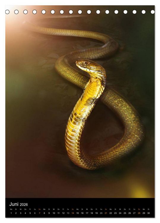 Produktbild: Auge in Auge mit coolen Typen - REPTILIEN (Tischkalender 2026 DIN A5 hoch), CALVENDO Monatskalender