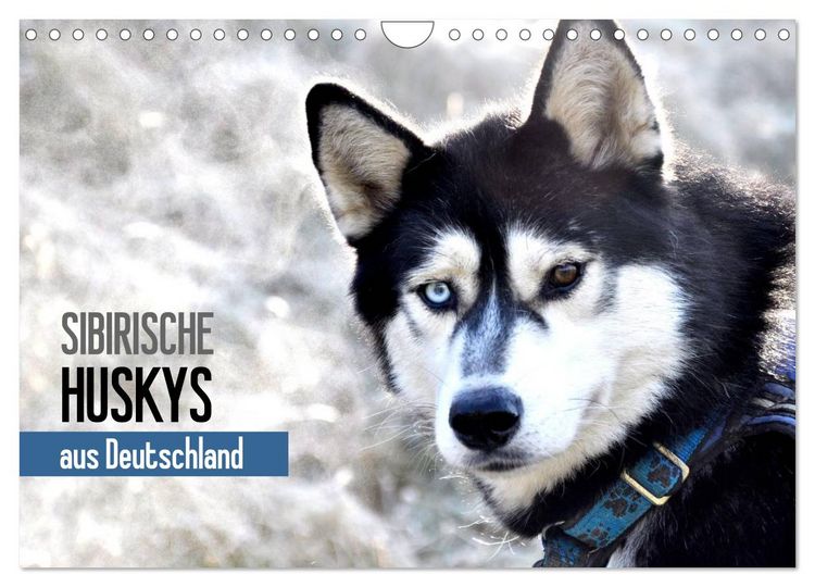 Produktbild: Sibirische Huskys aus Deutschland (Wandkalender 2026 DIN A4 quer), CALVENDO Monatskalender