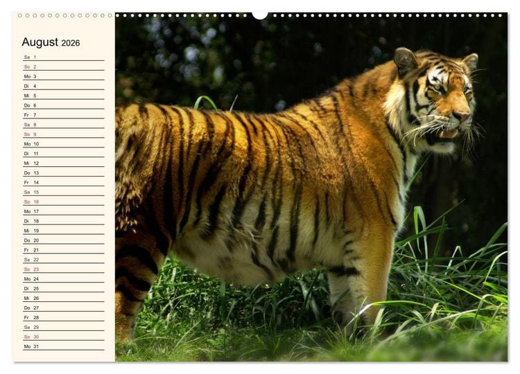 Produktbild: Tiger. Gestreift, wild und sch&ouml;n (hochwertiger Premium Wandkalender 2026 DIN A2 quer), Kunstdruck in Hochglanz