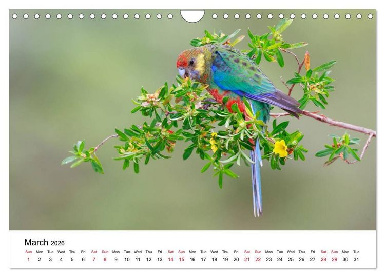 Produktbild: Australian Parrots (Wall Calendar 2026 DIN A4 landscape), CALVENDO 12 Month Wall Calendar