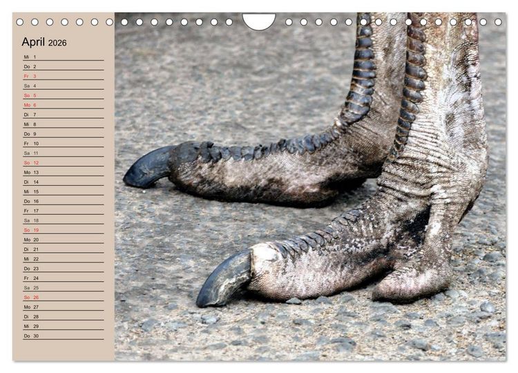 Produktbild: Vogel Strau&szlig;. Imposanter Riese und L&auml;ufer (Wandkalender 2026 DIN A4 quer), CALVENDO Monatskalender