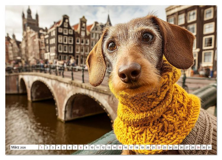 Produktbild: Dackel auf gro&szlig;er Tour - S&uuml;&szlig;e Hunde entdecken die Welt (Wandkalender 2026 DIN A4 quer), CALVENDO Monatskalender