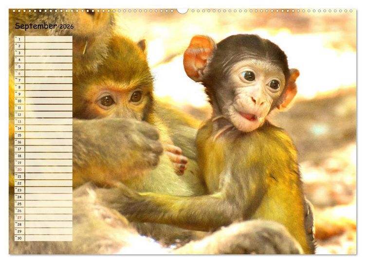 Produktbild: Zauberhafte Affenkinder. S&uuml;&szlig;er geht&acute;s nicht! (hochwertiger Premium Wandkalender 2026 DIN A2 quer), Kunstdruck in Hochglanz