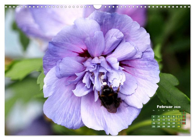 Produktbild: Sommerliche Bl&uuml;tentr&auml;ume (Wandkalender 2026 DIN A3 quer), CALVENDO Monatskalender