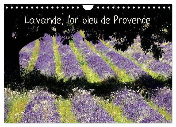 Produktbild: Lavande, l'or bleu de Provence (Calendrier mural 2026 DIN A4 vertical), CALVENDO calendrier mensuel