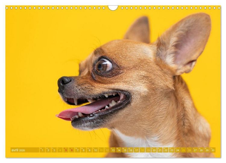 Produktbild: Chihuahua : petit, mais costaud (Calendrier mural 2026 DIN A3 vertical), CALVENDO calendrier mensuel