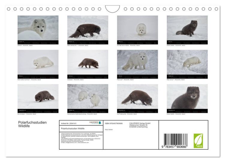 Produktbild: Polarfuchsstudien Wildlife (Wandkalender 2026 DIN A4 quer), CALVENDO Monatskalender