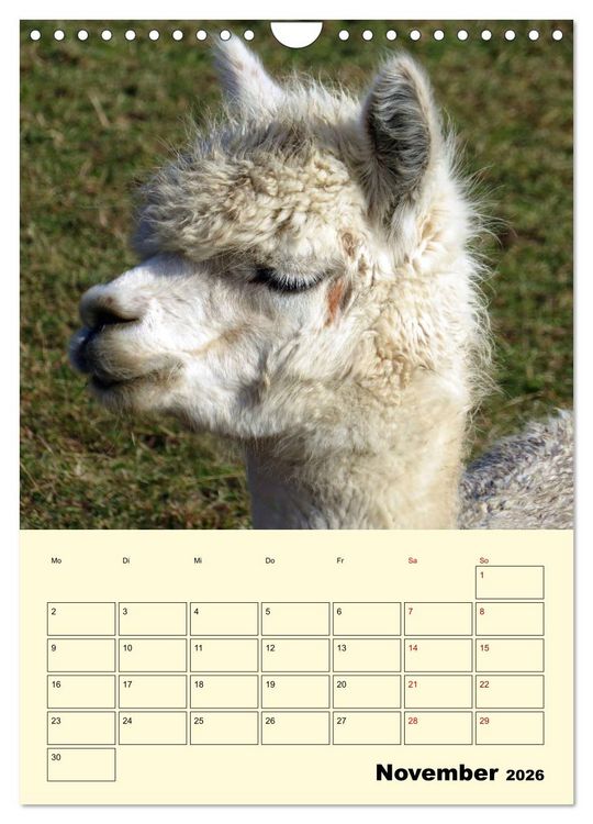 Produktbild: Alpakas erleben (Wandkalender 2026 DIN A4 hoch), CALVENDO Monatskalender