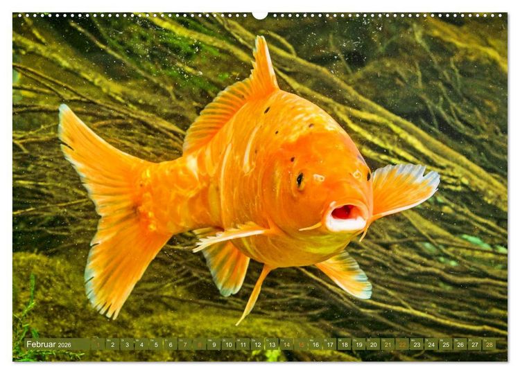 Produktbild: Koi: Juwelen im Teich (Wandkalender 2026 DIN A2 quer), CALVENDO Monatskalender